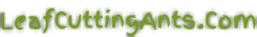 LeafCuttingAnts.Com